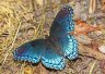 Red-spotted Purple - Photo by Doug Kimball
